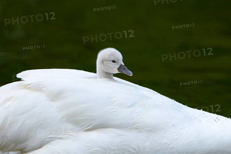 Mute swan (Cygnus olor)