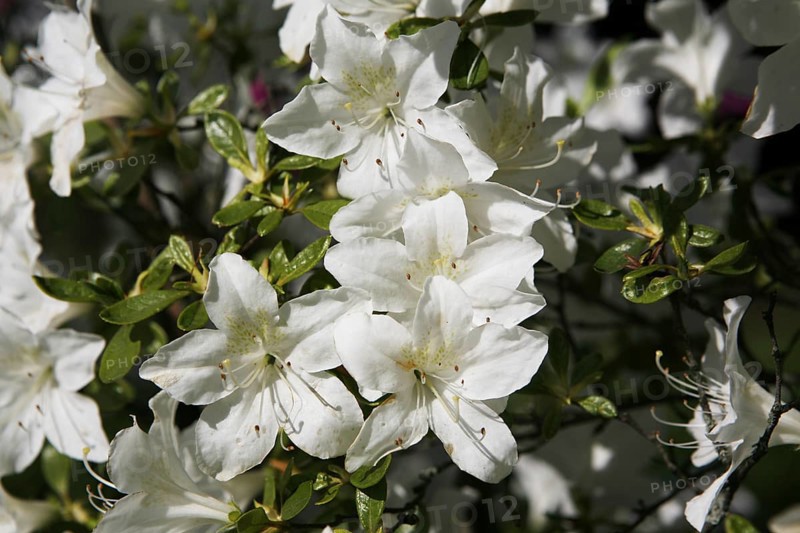 Weigela (Weigela