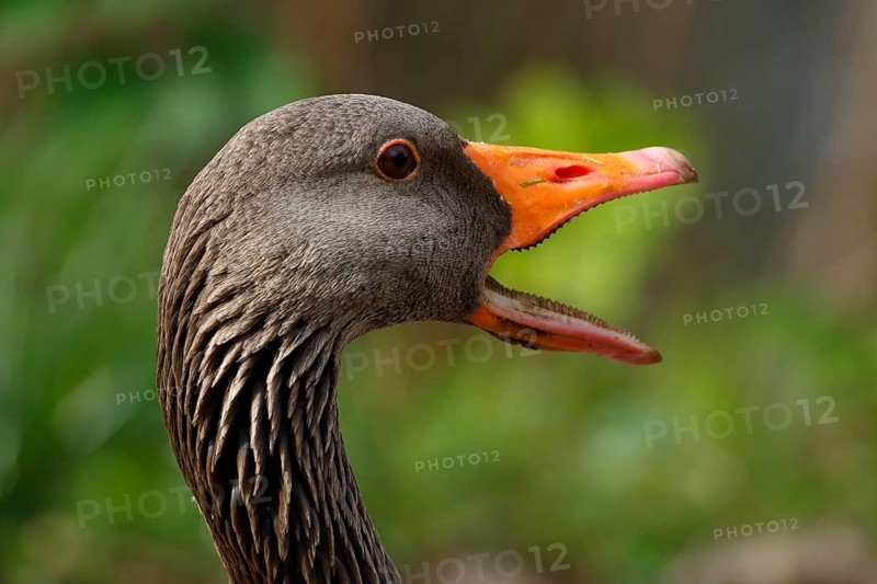 Quacking Greylag Goose (Anser anser)