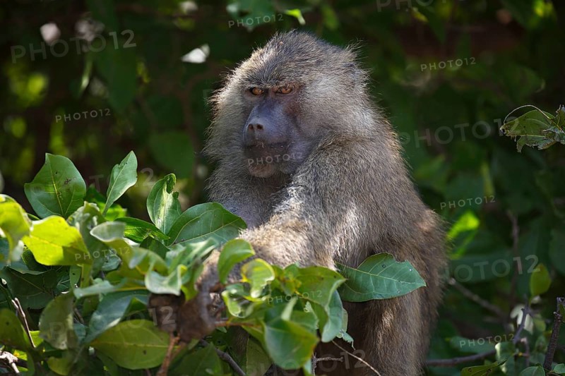 Anubis or olive baboon (Papio anubis) in tree