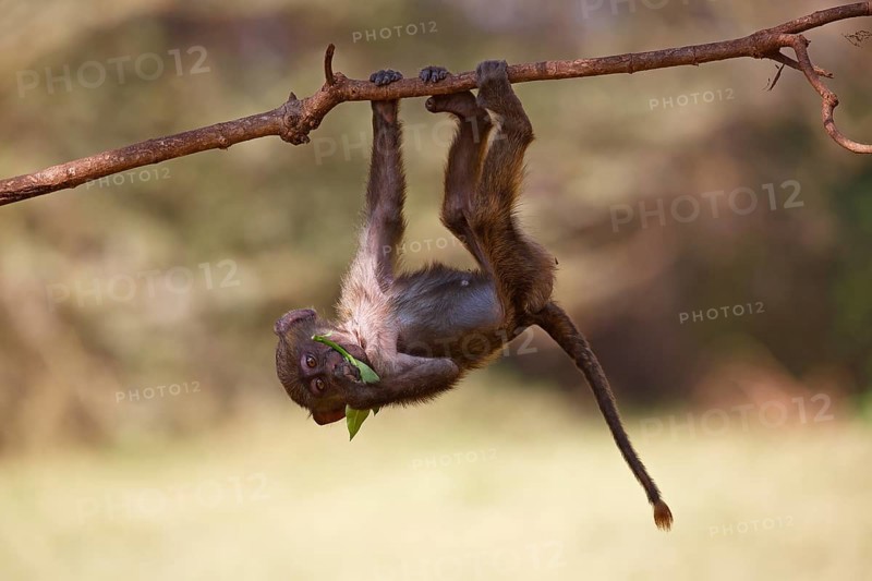 Anubis or olive baboon (Papio anubis)