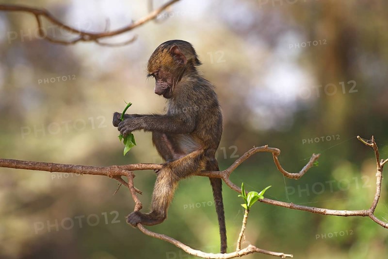 Anubis or olive baboon (Papio anubis)