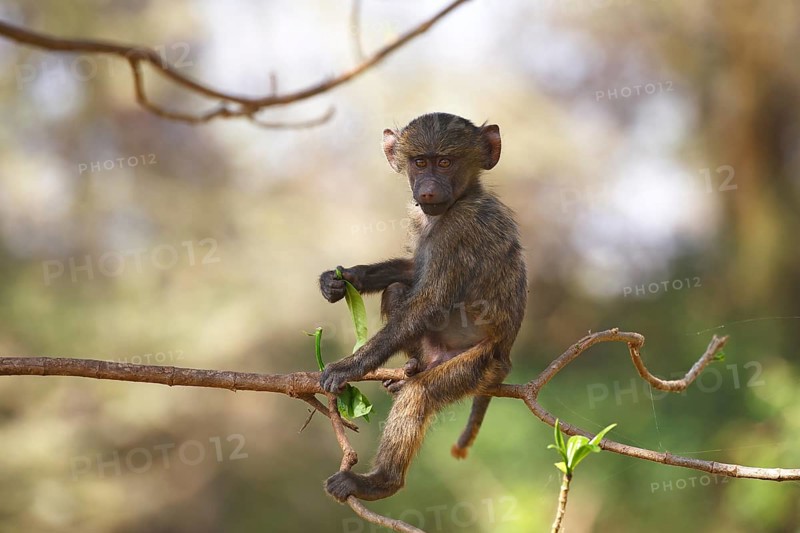 Anubis or olive baboon (Papio anubis)