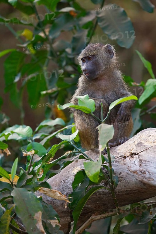 Anubis or olive baboon (Papio anubis)