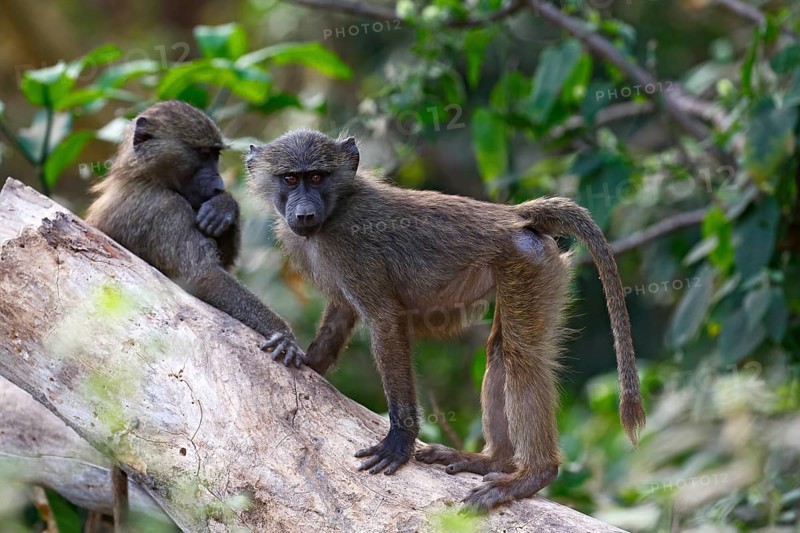 Anubis or olive baboon (Papio anubis)