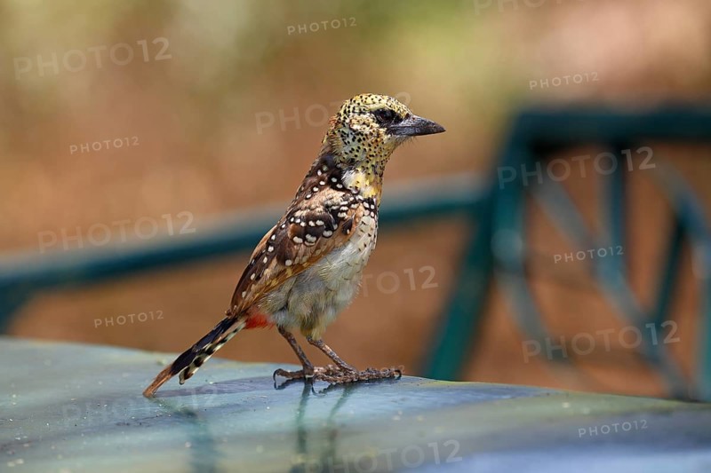 D'Arnaud's barbet (Trachyphonus darnaudii)
