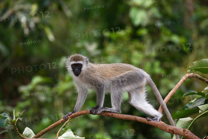 Vervet Monkey