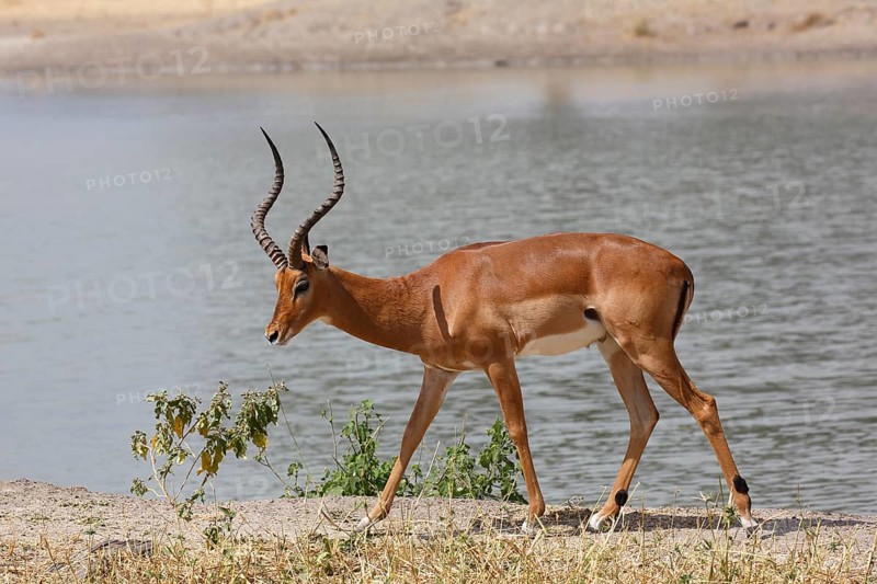 Impala (Aepyceros melampus)