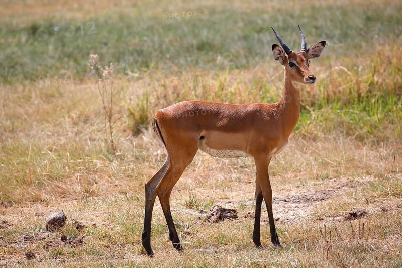 Impala (Aepyceros melampus)