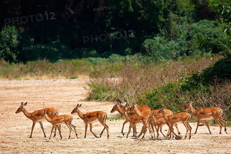 Impala (Aepyceros melampus)