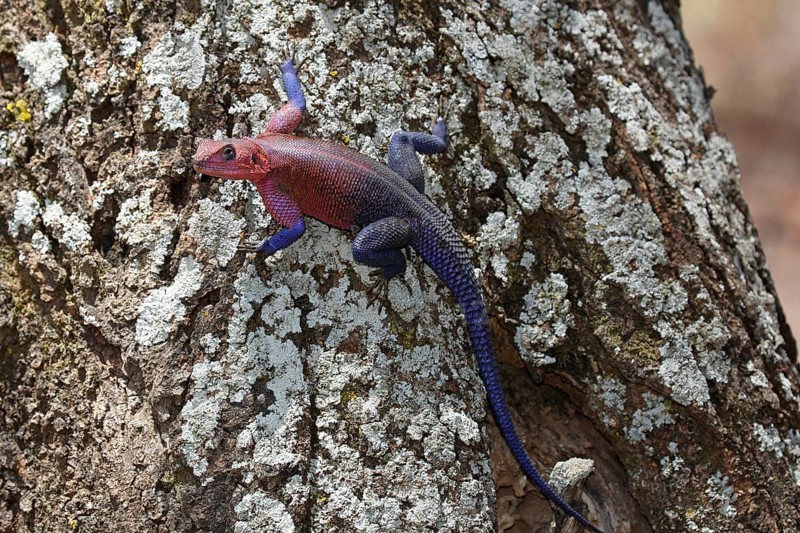 Mwanza flat-headed rock agama (Agama mwanzae) climbing tree trunk