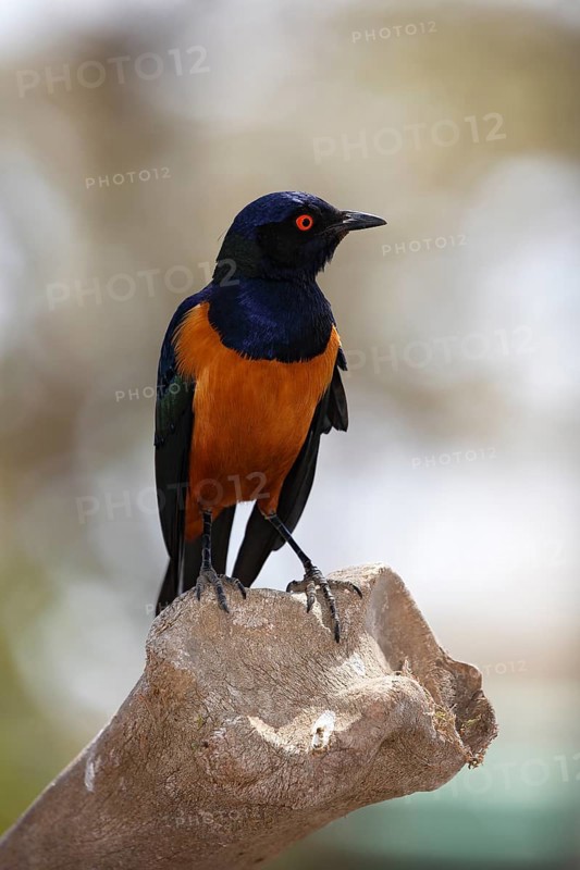 Hildebrandt's starling (Lamprotornis hildebrandti)