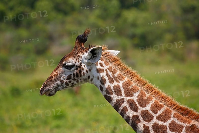 Maasai giraffe (Giraffa camelopardalis)