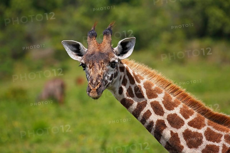 Maasai giraffe (Giraffa camelopardalis)