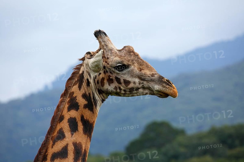 Maasai giraffe (Giraffa camelopardalis)