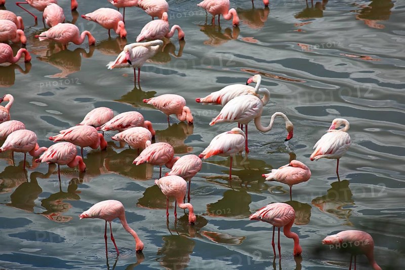 Lesser flamingos (Phoeniconaias minor) and pink flamingos (Phoenicopterus roseus)