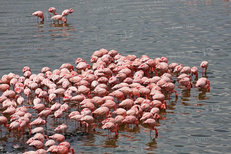 Lesser flamingos (Phoeniconaias minor)