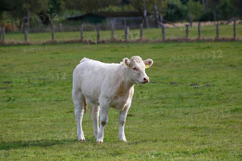 Charolais calf (Bos primigenius taurus) on a pasture