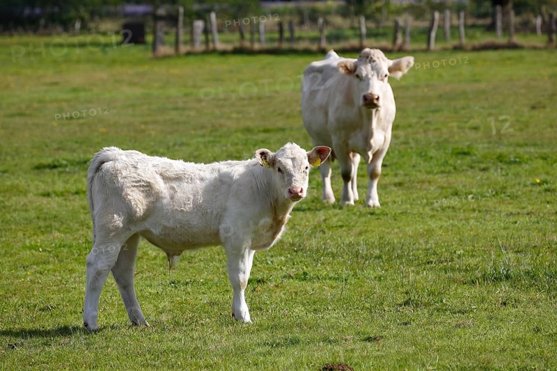 Charolais (Bos primigenius taurus)
