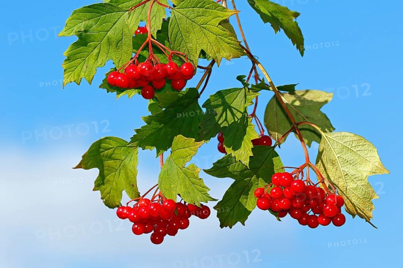 Guelder rose (Viburnum opulus)