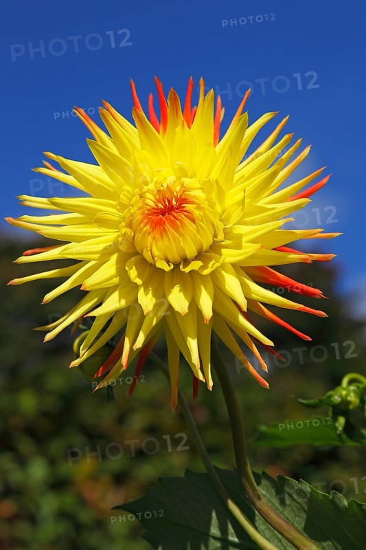Cactus dahlia (Dahlia)