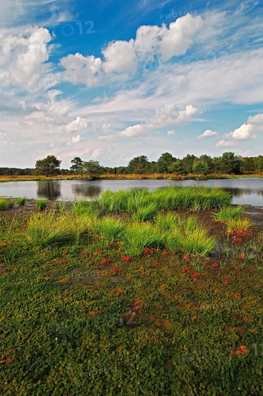 Moor landscape