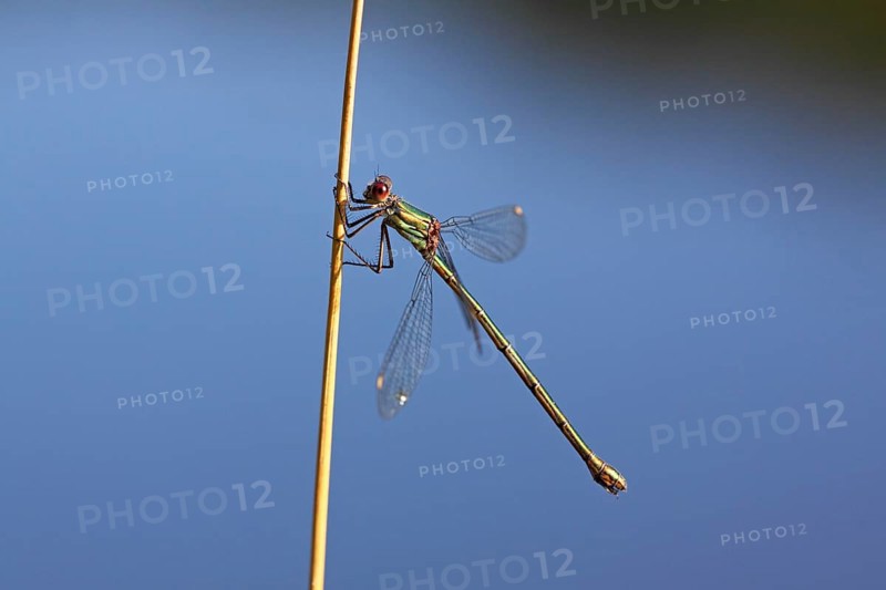 Willow Emerald Damselfly (Chalcolestes viridis)