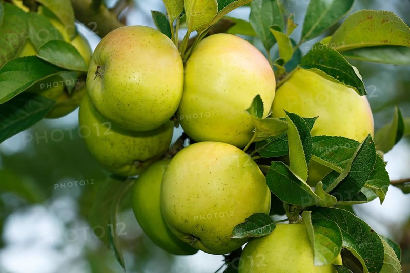 Apples at Apple tree (Malus domestica)