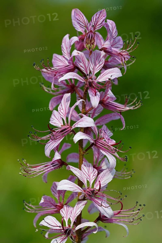 Burning bush (Dictamnus albus)