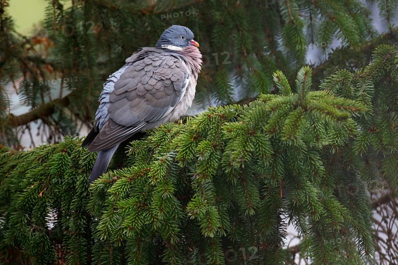 Common wood pigeon (Columba palumbus) sits in a spruce