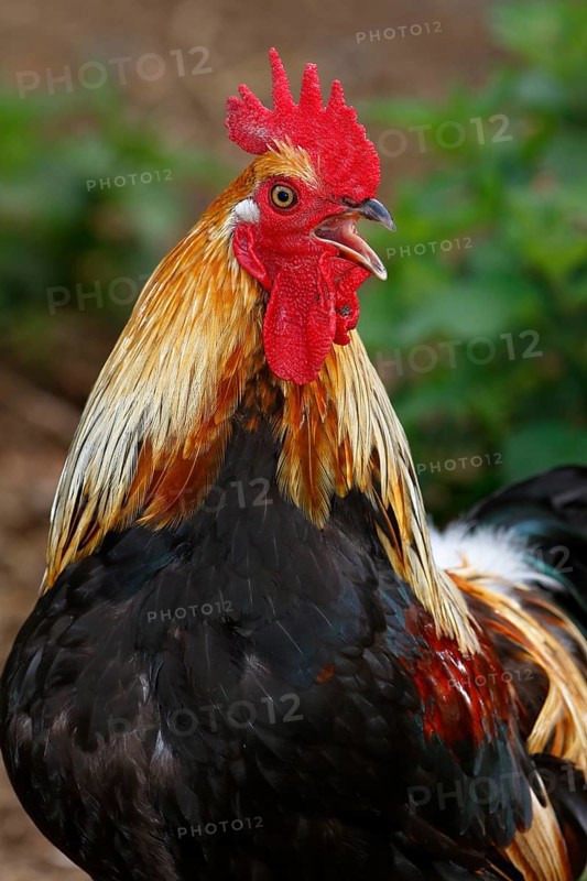 Domestic cock (Gallus gallus domesticus)
