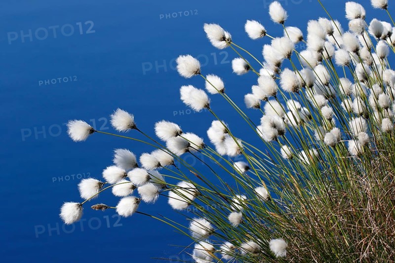 Flowering hare's-tail cottongrass (Eriophorum vaginatum)