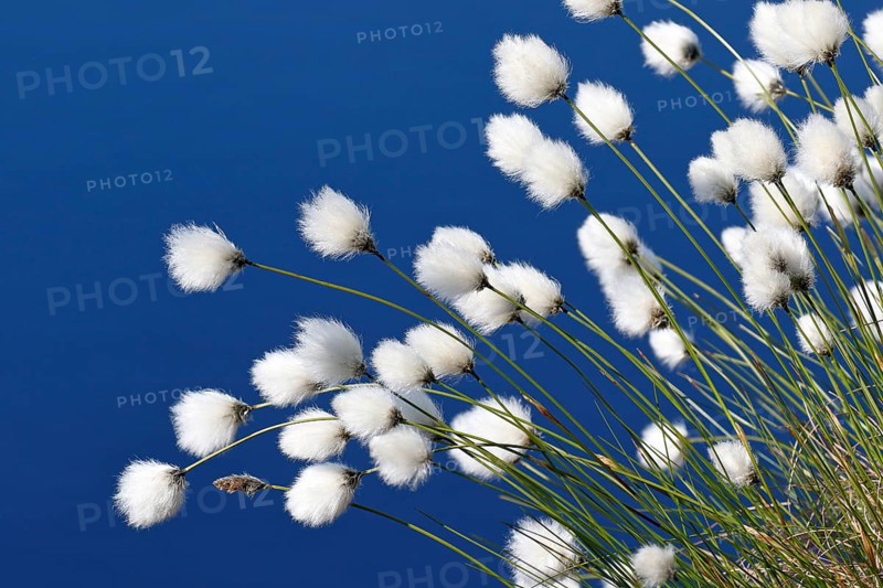 Flowering hare's-tail cottongrass (Eriophorum vaginatum)