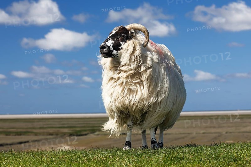 Domestic long-haired ram (Ovis gmelini aries) stands on dike against blue cloudy sky