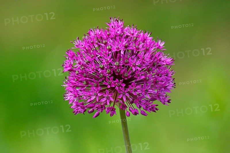 Allium aflatunense (Allium aflatunense)
