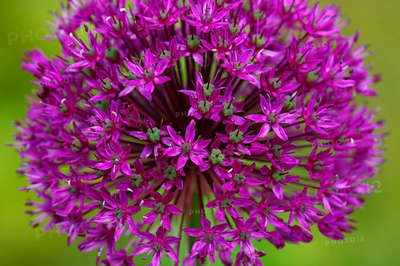 Allium aflatunense (Allium aflatunense)