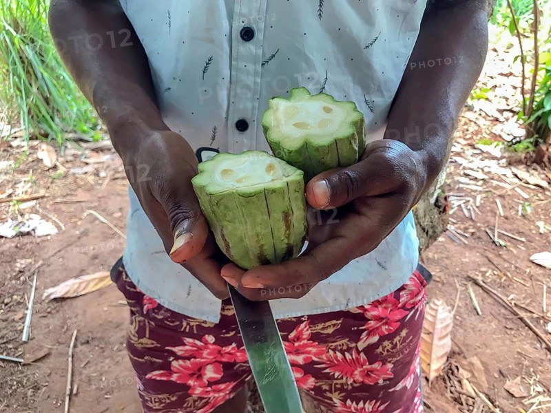 Farm worker holding sliced unripe cocoa fruit with cocoa beans in his hands