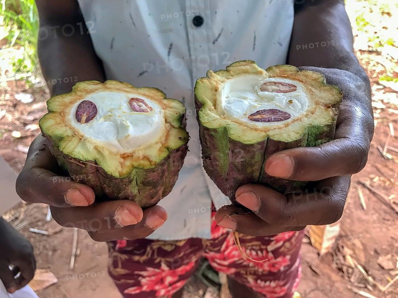 Farm worker holding sliced ripe cocoa fruit with cocoa beans in his hands