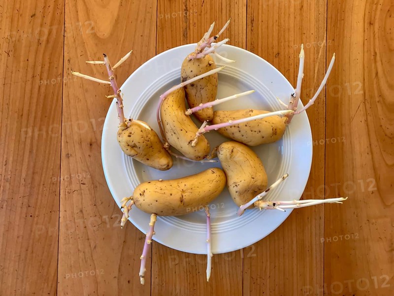 Germinating potatoes