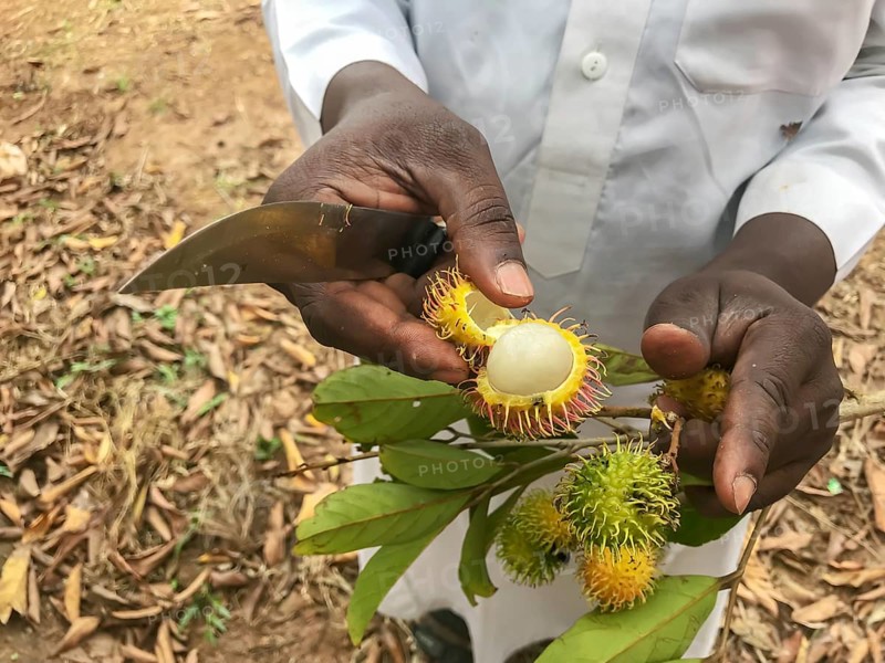 Lychee (Litchi chinensis) cut with a knife in the hands of a farm worker