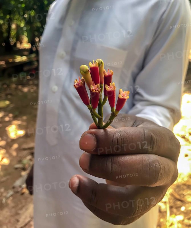 Fresh cloves (Syzygium aromaticum) in the hand of a farm worker