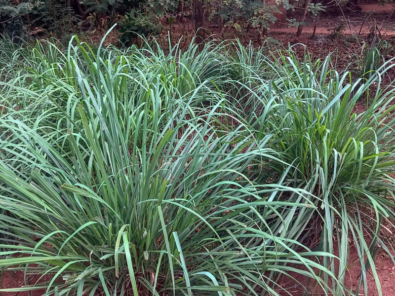 Lemon grass (Cymbopogon citratus)