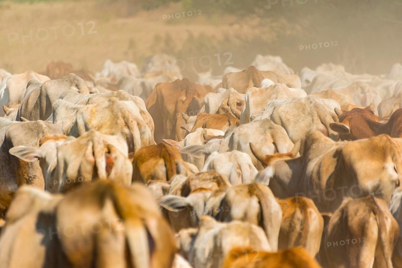 Cow herd