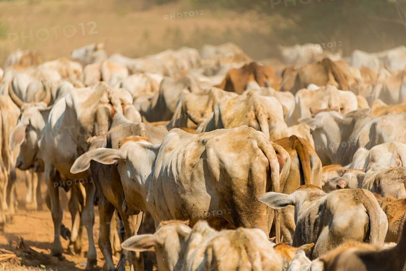 Cow herd