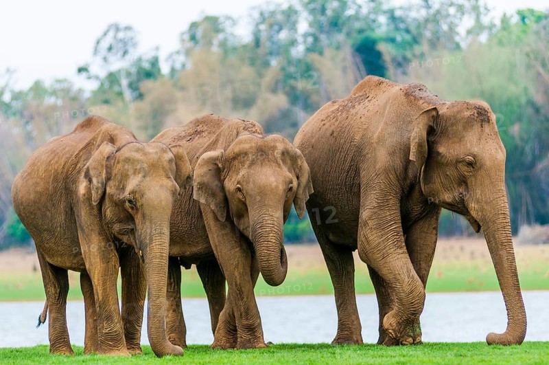 Family of Asian elephants or Indian elephants (Elephas maximus)
