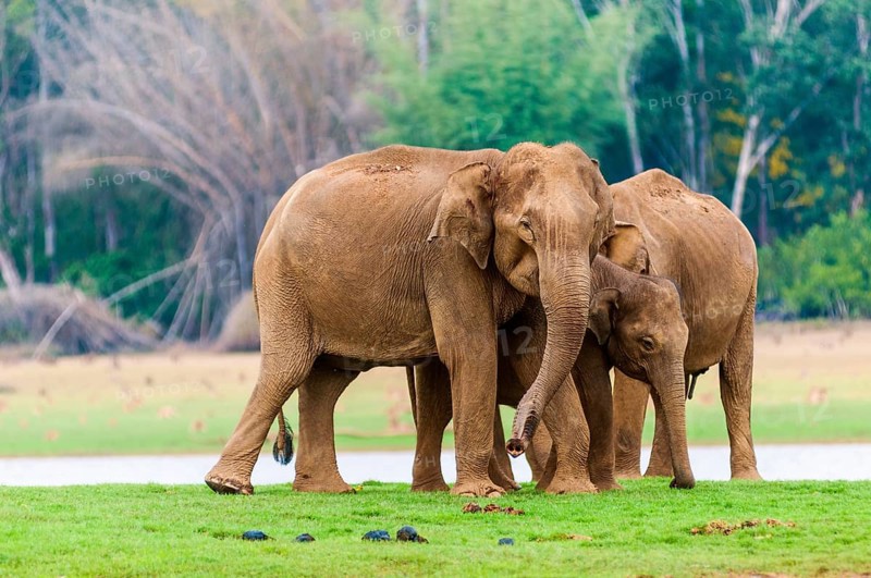 Family of Asian elephants or Indian elephants (Elephas maximus)
