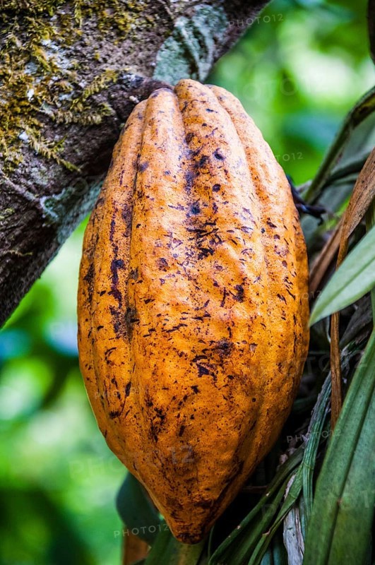 Yellow cocoa pod (Theobroma cacao) growing in spice garden