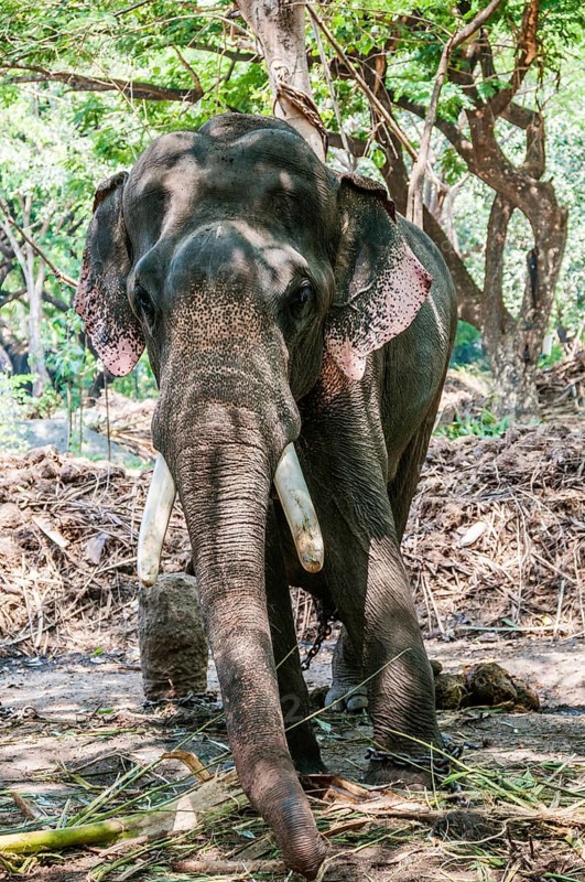 Asian elephant (Elephas maximus) working with chains at elephant sanctuary