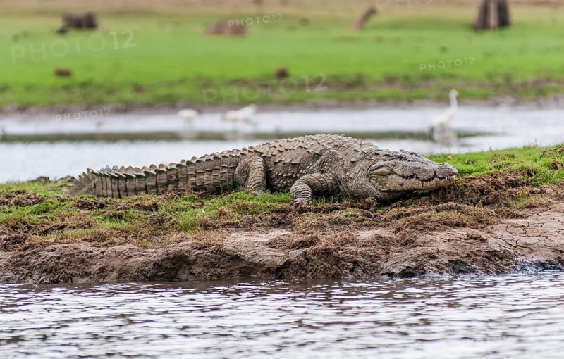 Marsh Crocodile (Crocodylus palustris)