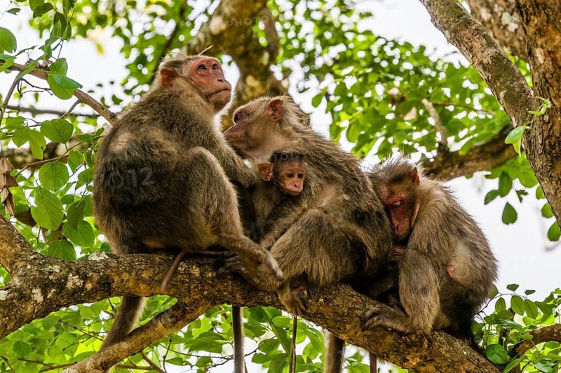 Rhesus macaques (Macaca mulatta) sitting huddled on tree branch